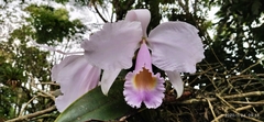 Cattleya trianae