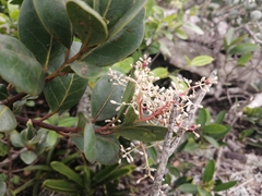 Apodytes abbottii