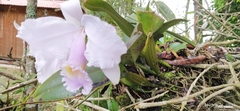 Cattleya trianae