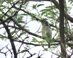 Pogoniulus chrysoconus