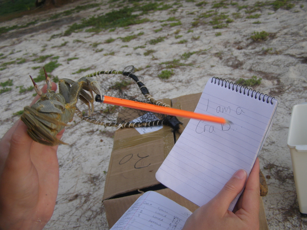 ghost crabs