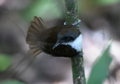 Gymnopithys bicolor