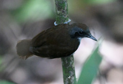 Gymnopithys bicolor