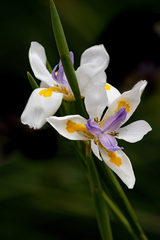 Dietes grandiflora