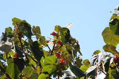 Chiranthodendron pentadactylon