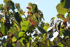 Chiranthodendron pentadactylon