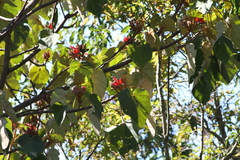 Chiranthodendron pentadactylon