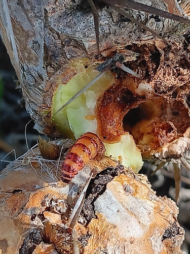 Cactus Moth photo 5