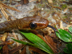 Chironius fuscus