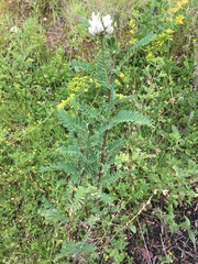 Astragalus garbancillo