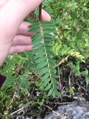 Astragalus garbancillo
