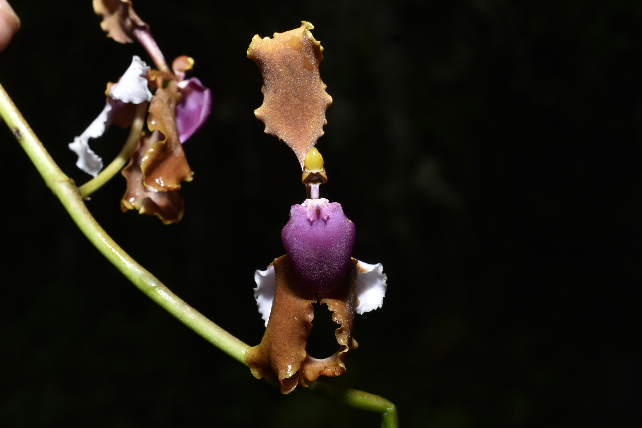 Cyrtochilum microxiphium (Rchb.f.) Kraenzl. 3