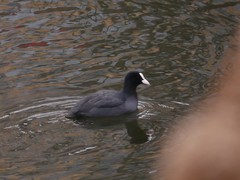 Fulica atra