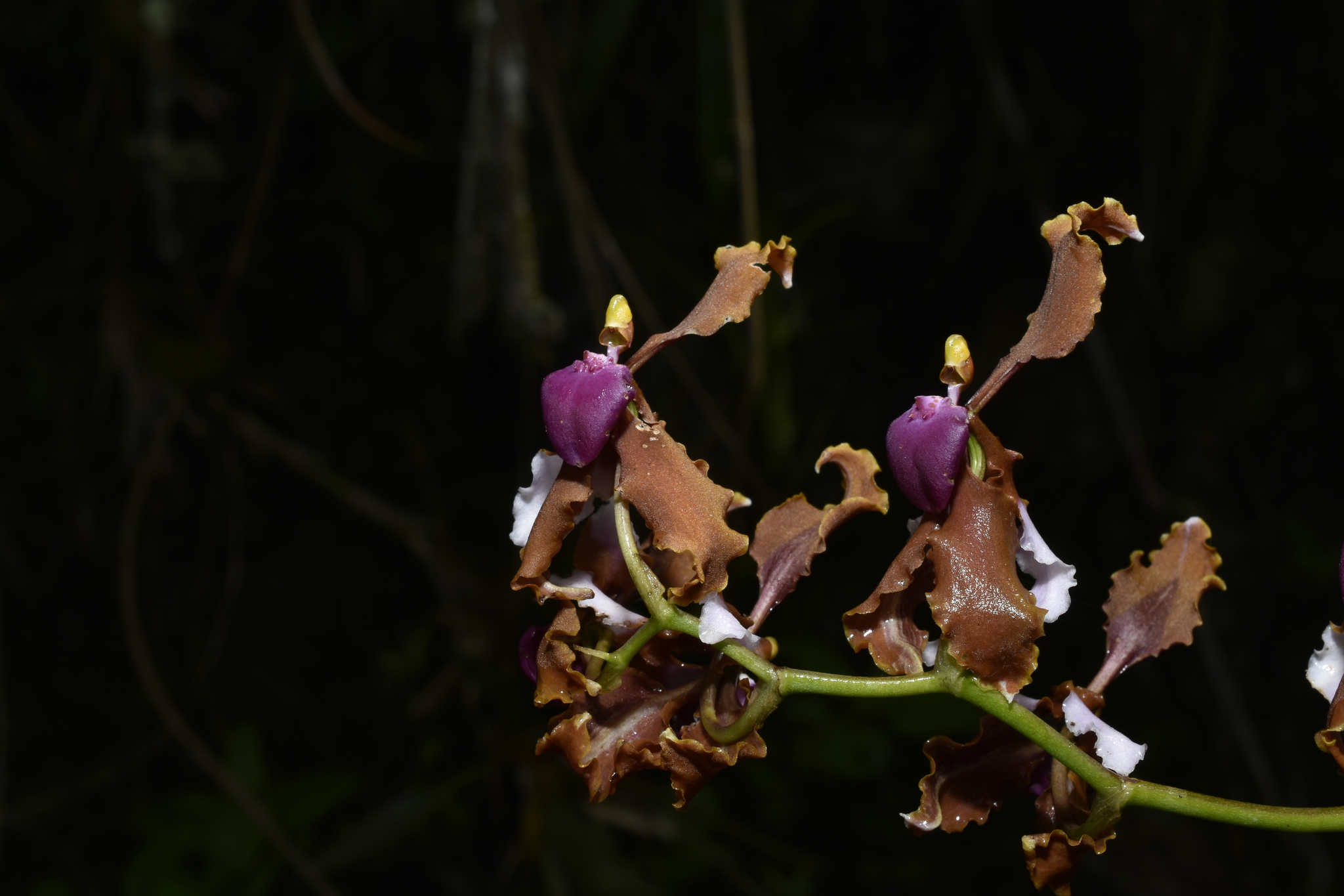 Cyrtochilum microxiphium (Rchb.f.) Kraenzl. 4
