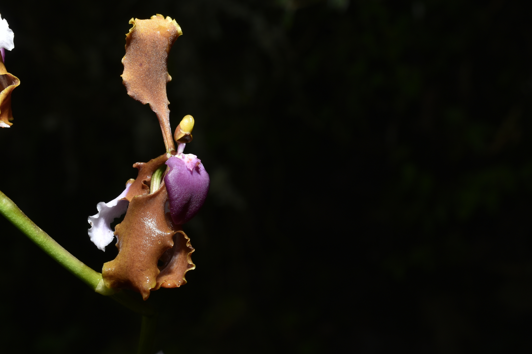 Cyrtochilum microxiphium (Rchb.f.) Kraenzl. 2