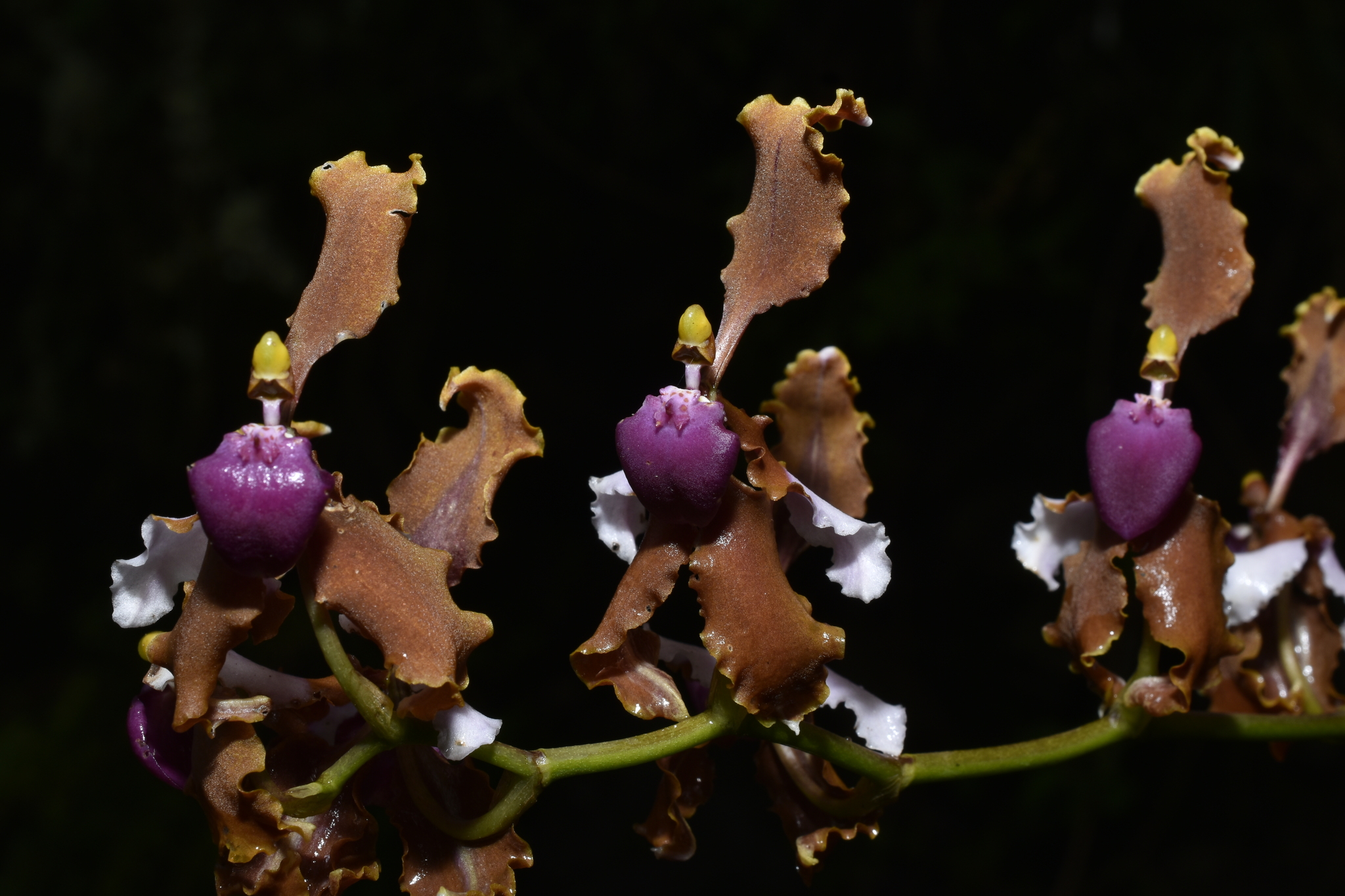 Cyrtochilum microxiphium (Rchb.f.) Kraenzl.