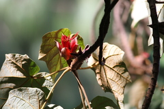 Chiranthodendron pentadactylon