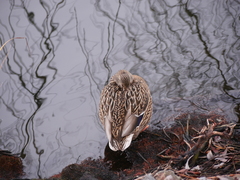 Anas platyrhynchos