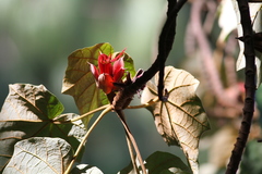 Chiranthodendron pentadactylon