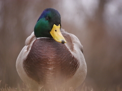Anas platyrhynchos