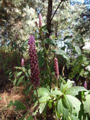 Phytolacca rugosa