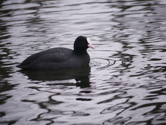 Fulica atra