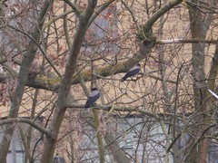 Corvus cornix