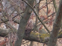 Buteo buteo
