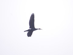 Phalacrocorax carbo