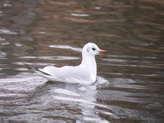 Chroicocephalus ridibundus