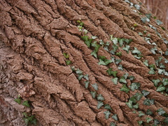 Hedera helix