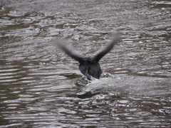 Fulica atra