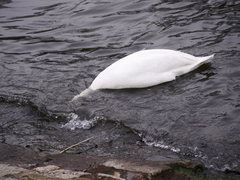 Cygnus olor