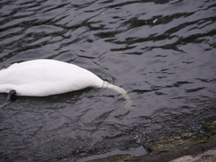 Cygnus olor