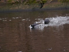 Fulica atra