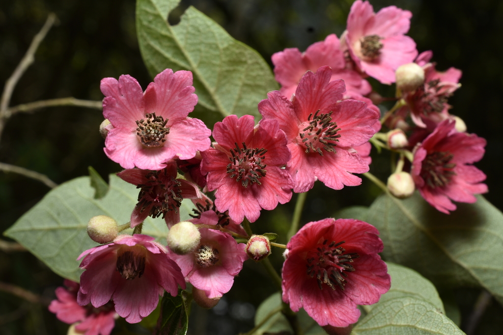 Vallea ecuadorensis