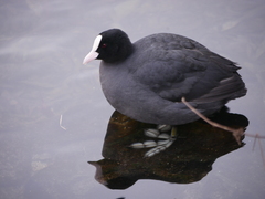 Fulica atra
