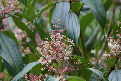 Miconieae
