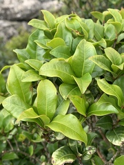 Peddiea africana