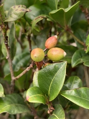 Peddiea africana