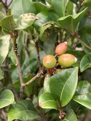 Peddiea africana