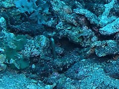 Heteroconger hassi