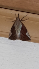 Hypena jonesalis