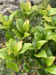 Peddiea africana