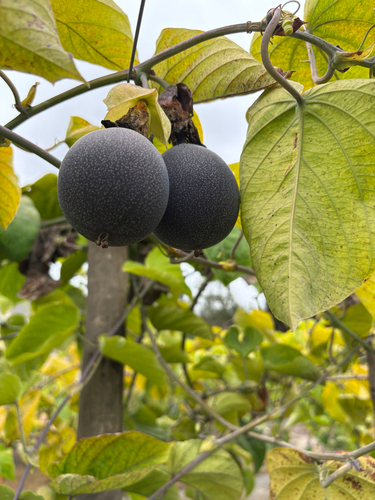 Granadilla