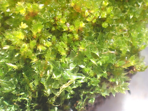 Entosthodon tucsonii