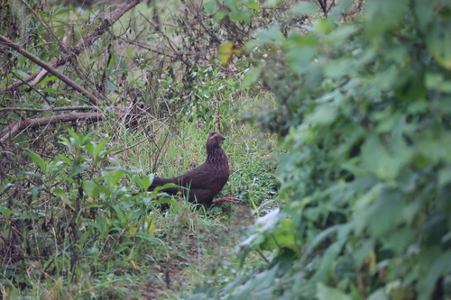 Buffy-crowned Wood Partridge (Dendrortyx leucophrys), photo 8