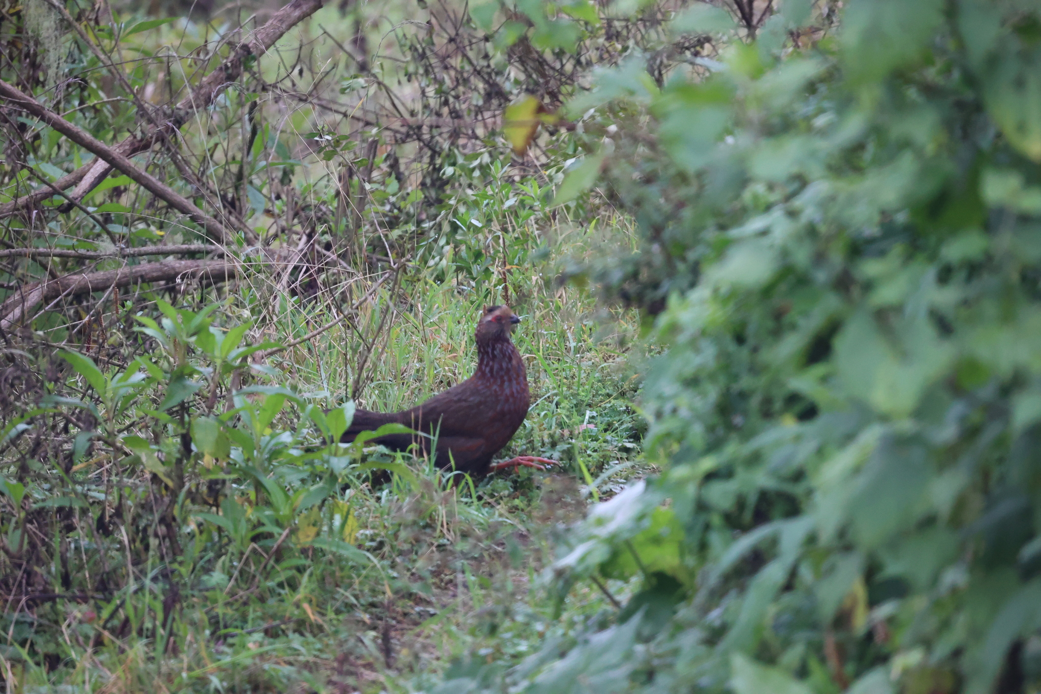 Buffy-crowned Wood Partridge (Dendrortyx leucophrys), photo 10