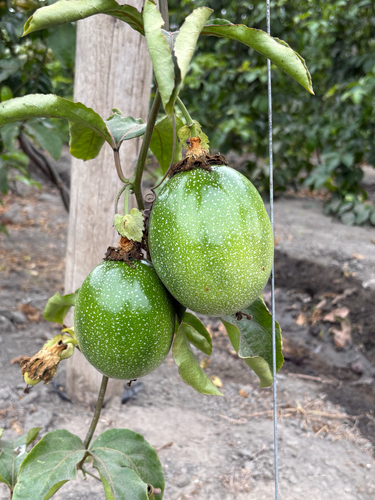 common passionfruit