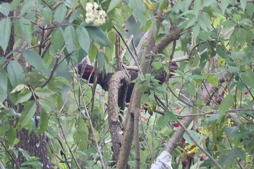 Buffy-crowned Wood Partridge (Dendrortyx leucophrys), photo 9